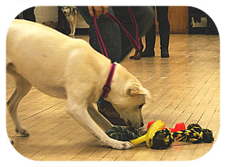 Barking Mad Dog Training Club dog image